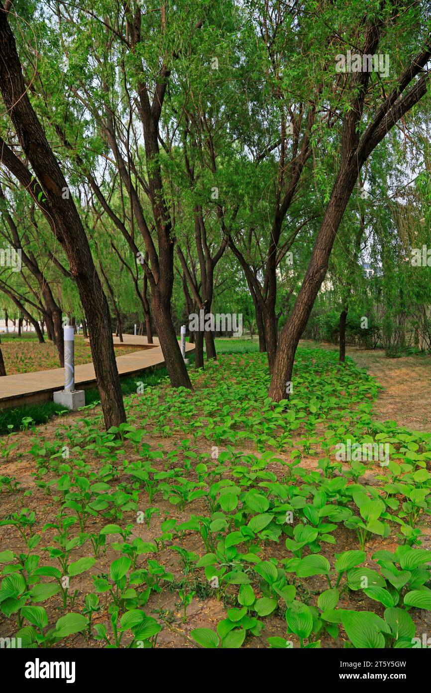 Hosta plantaginea Aschers and willow Stock Photo