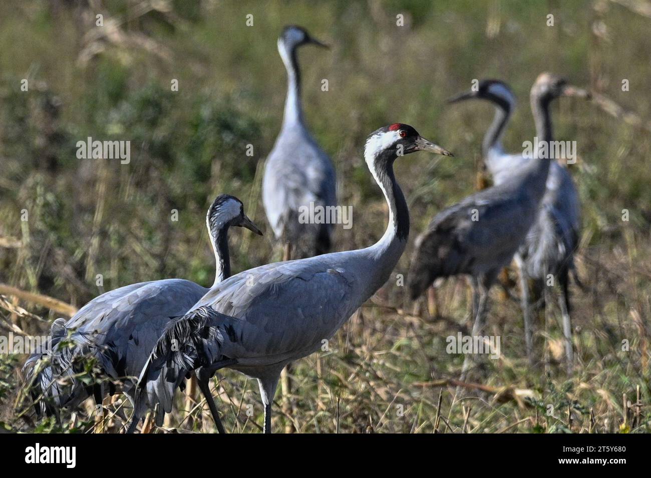 Vehlgast, Germany. 07th Nov, 2023. Cranes search for food in a harvested field. The birds are currently stopping off in the region around Havelberg on their annual migration south. The weather conditions determine the number of animals and the time windows in which they can be observed in meadows and fields. In the region around Havelberg, the weather remains changeable with a mix of sun, clouds and occasional rain. Frost is not to be expected. Credit: Klaus-Dietmar Gabbert/dpa/ZB/dpa/Alamy Live News Stock Photo