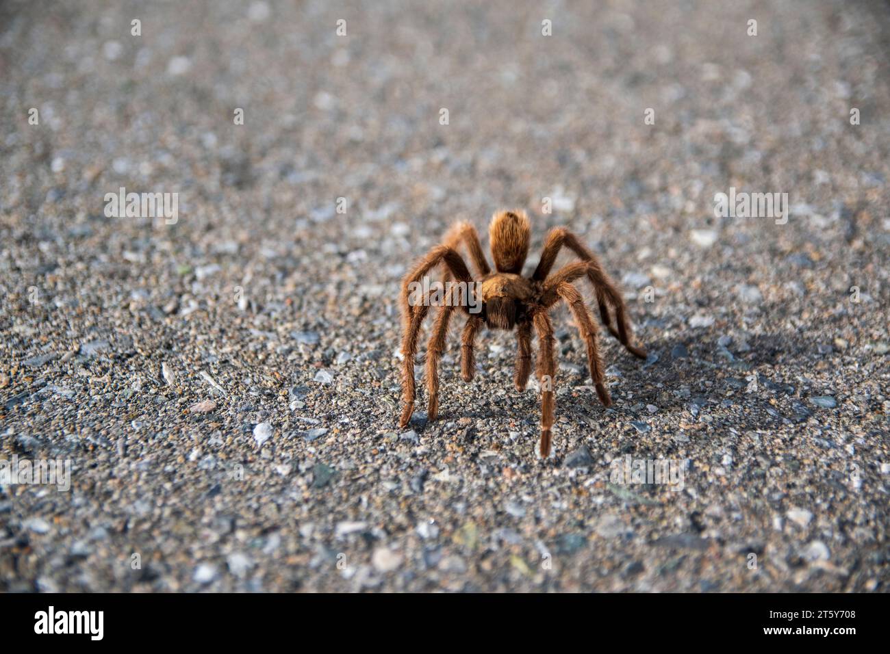 Male tarantulas emerge from their burrows in the fall to search for a mate, like this one in Death Valley National Park, CA, USA. Stock Photo