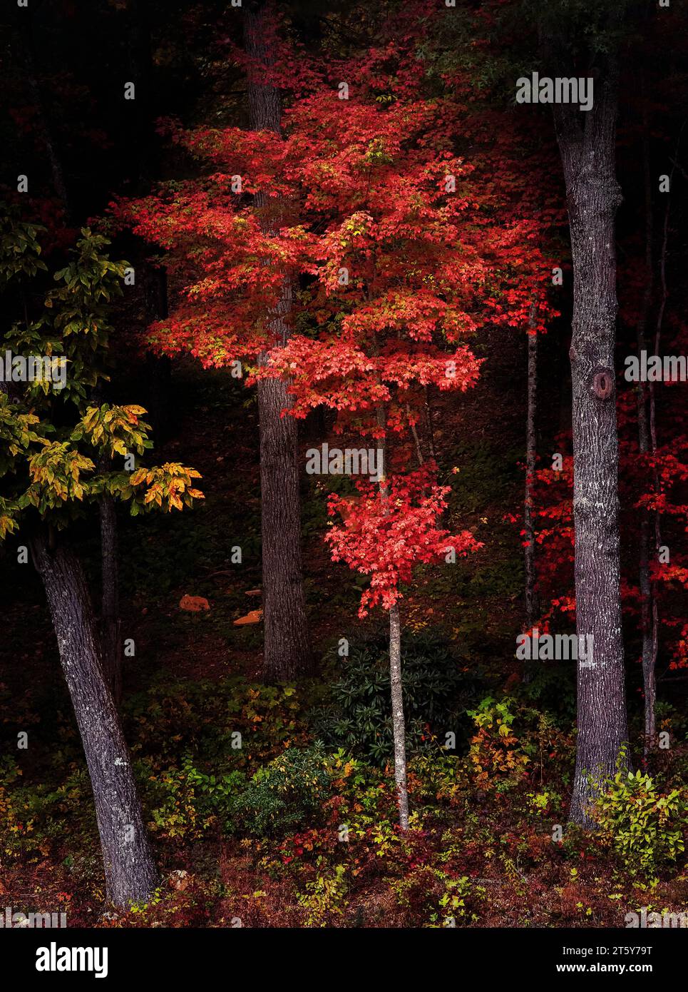 Vibrant Red Colors on Trees in Peak Autumn, Western North Carolina forest Stock Photo