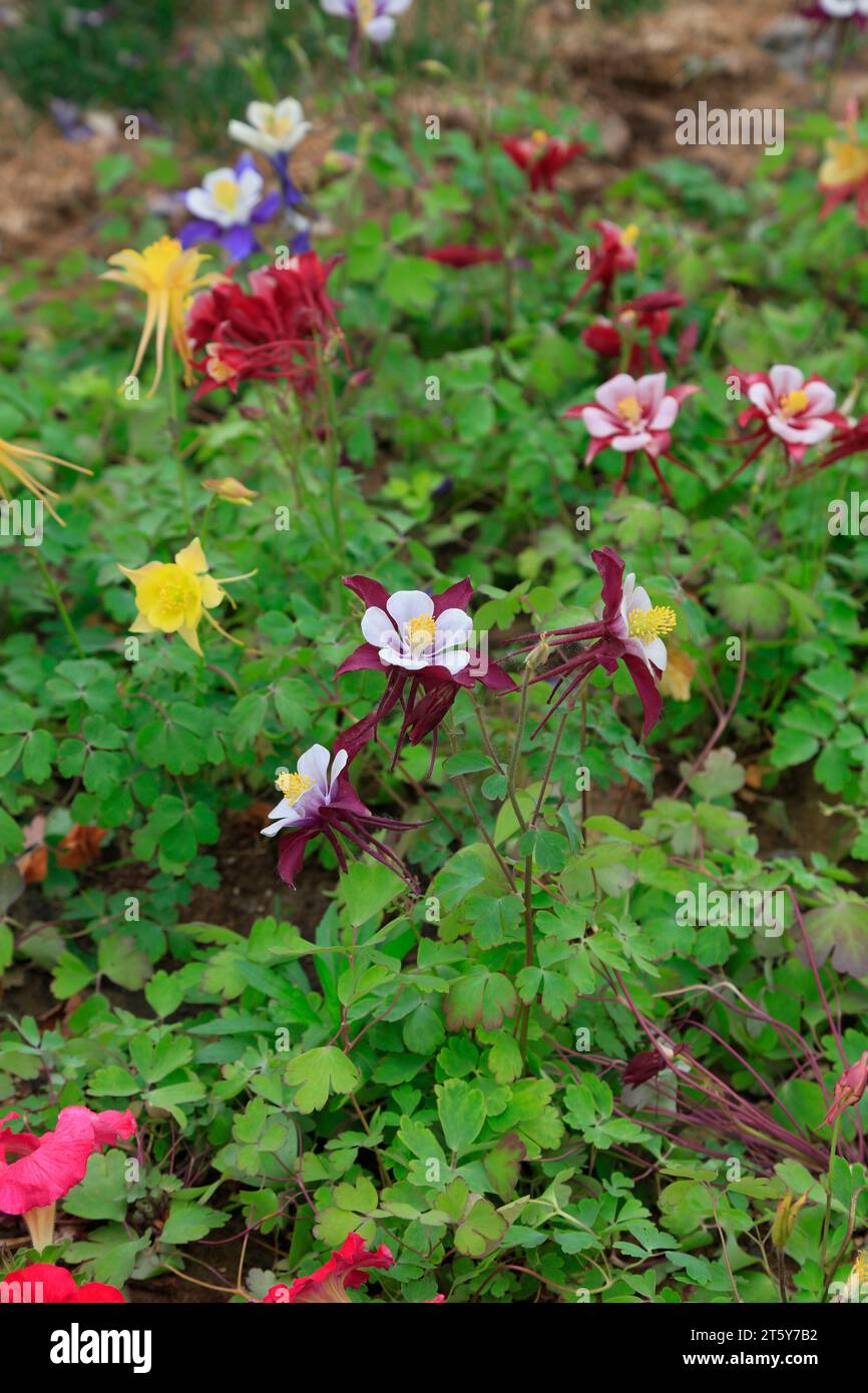 garden columbine flowers, closeup of photo Stock Photo