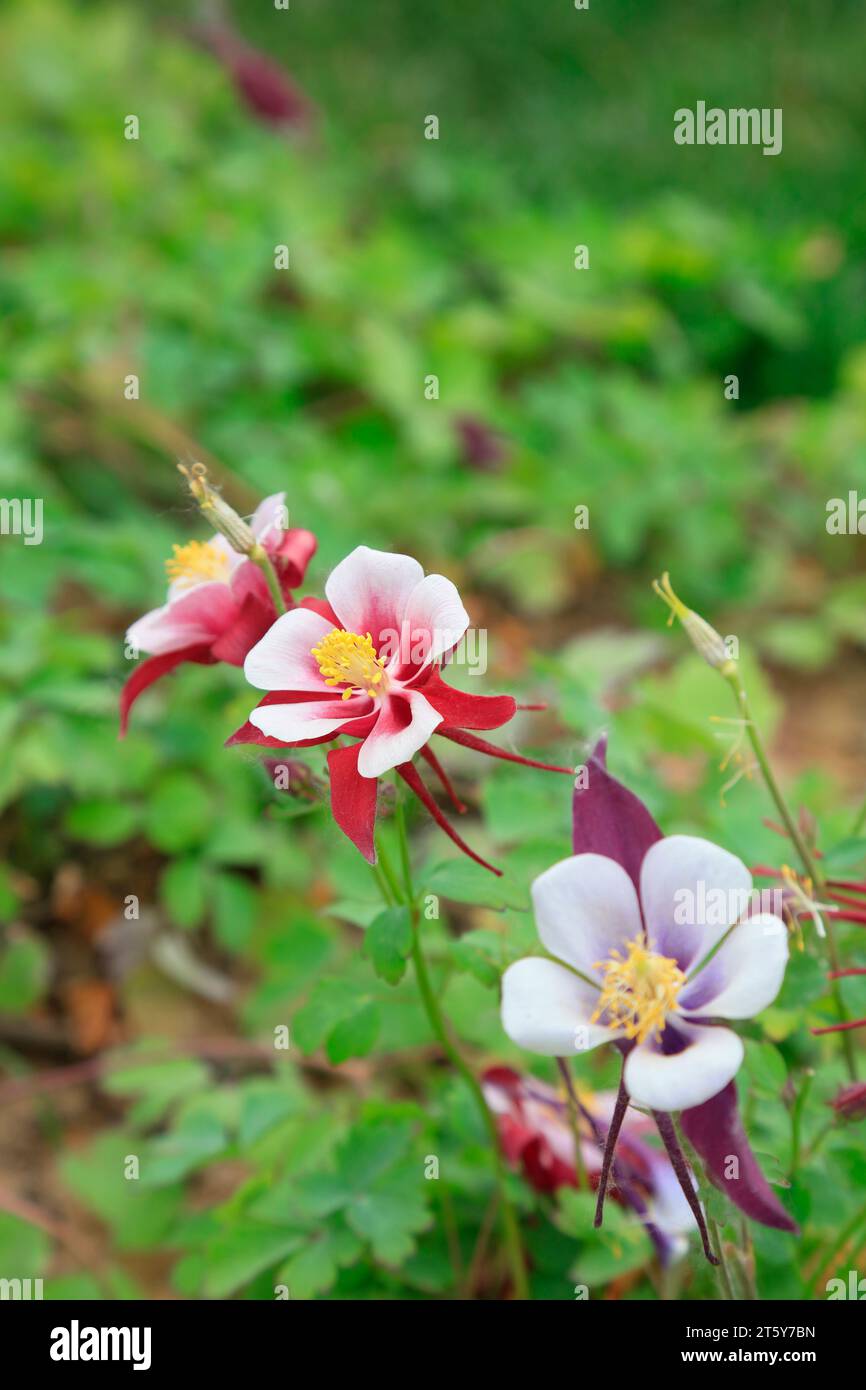garden columbine flowers, closeup of photo Stock Photo