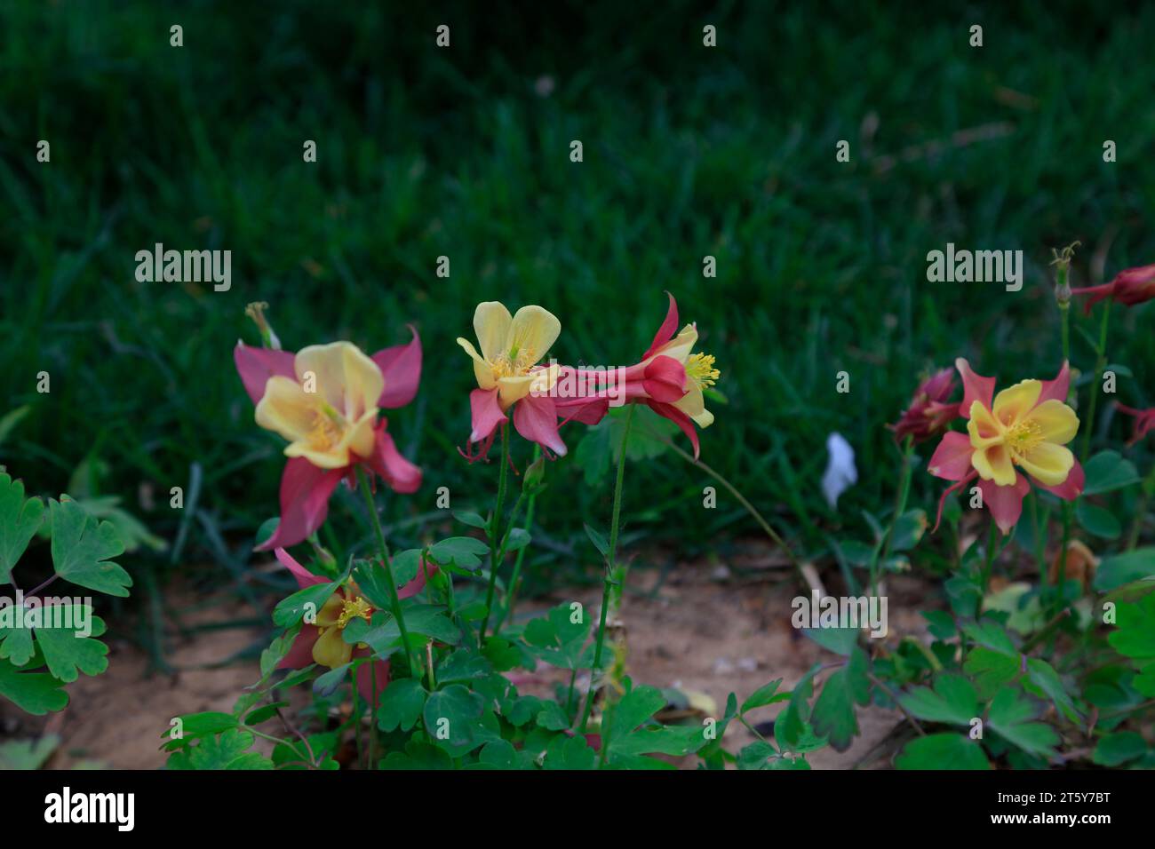 garden columbine flowers, closeup of photo Stock Photo