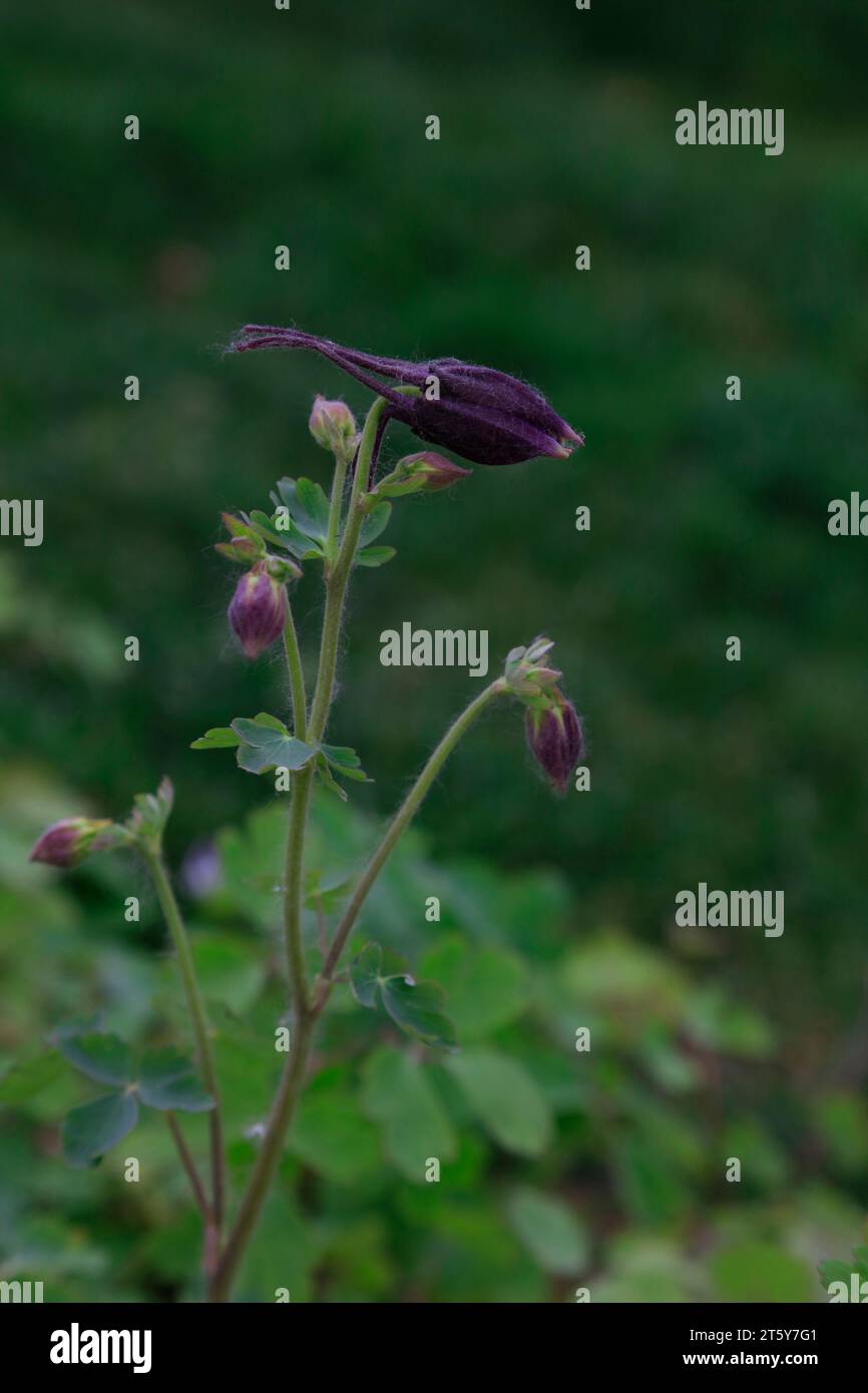 garden columbine flowers, closeup of photo Stock Photo