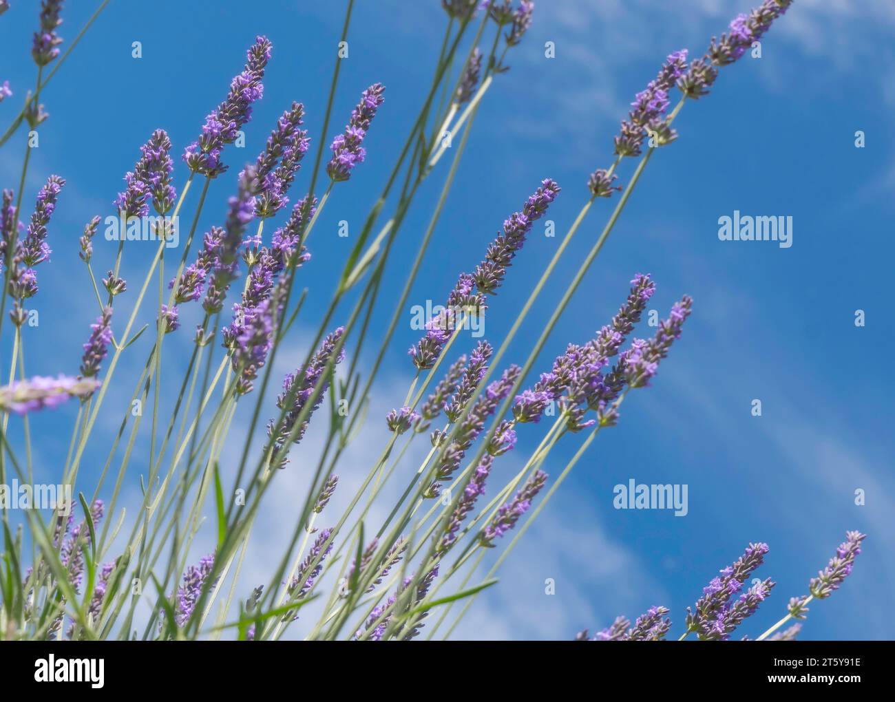 Fields of lavender in bloom on the Valensole plateau, Provence, South of France. Stock Photo