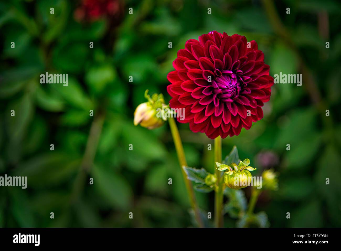Dahlia 'Bishop of Auckland', single red flower showing yellow stamen and  dark purple leaves Stock Photo - Alamy