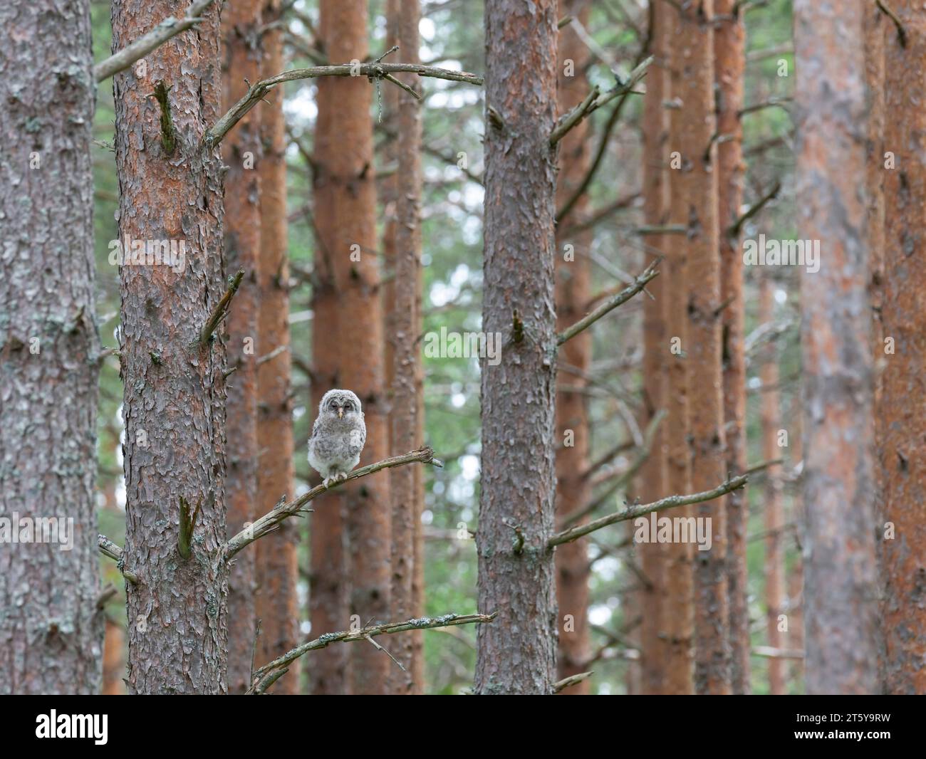 Ural owl. Strix uralensis Stock Photo