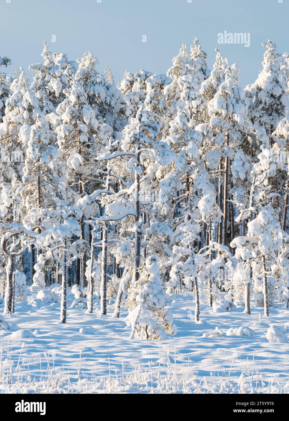 Winter landscape.Sweden Stock Photo