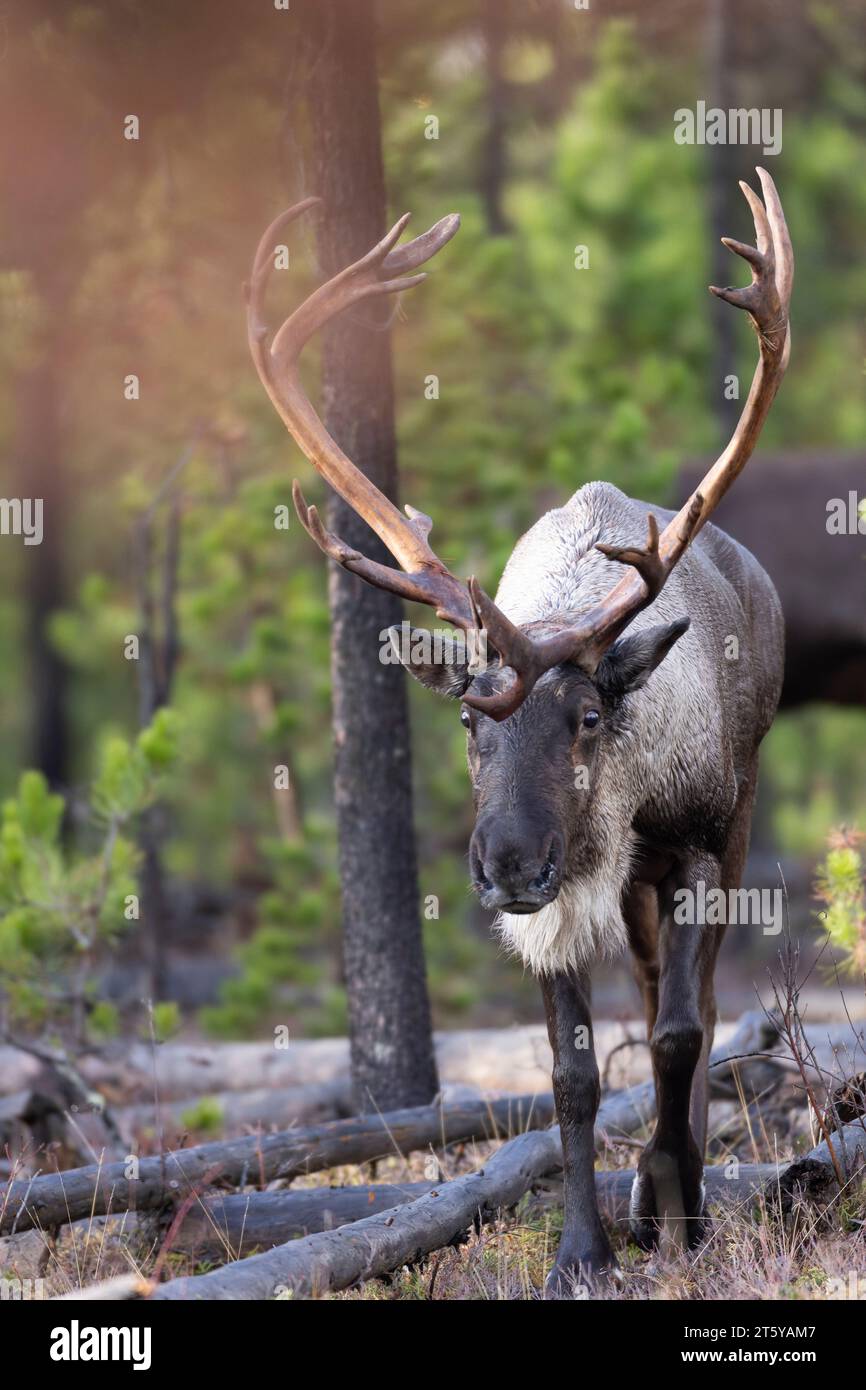 Bull endangered woodland caribou Stock Photo - Alamy