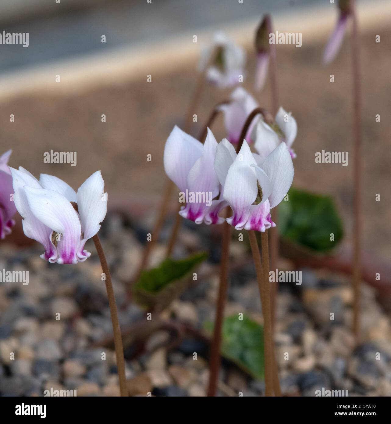 Cyclamen hederifolium Stock Photo
