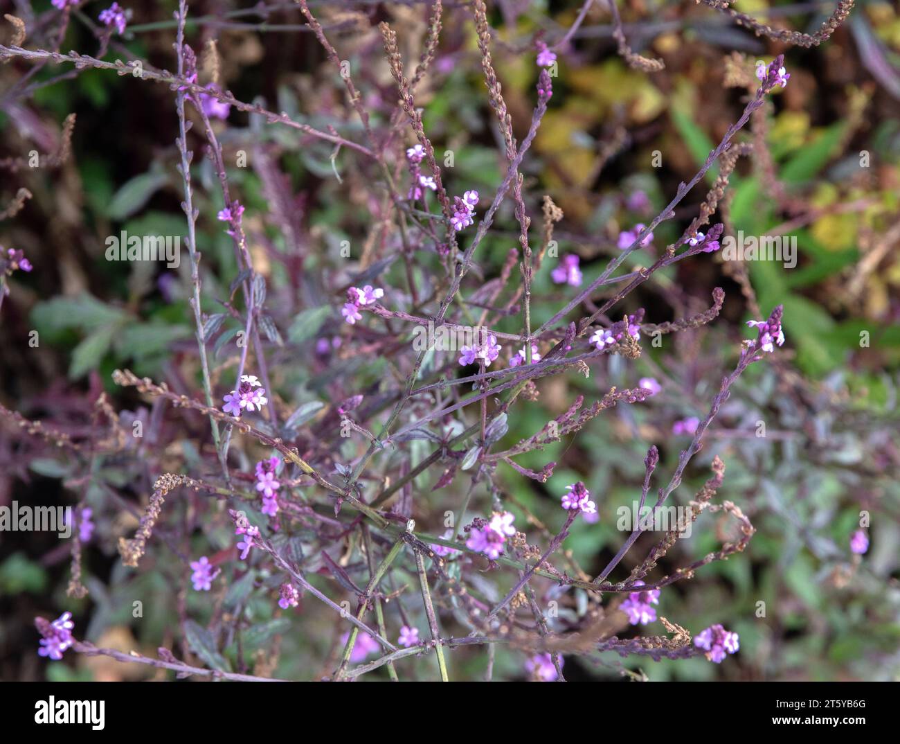 Verbena officinalis var. grandiflora 'Bampton' Stock Photo