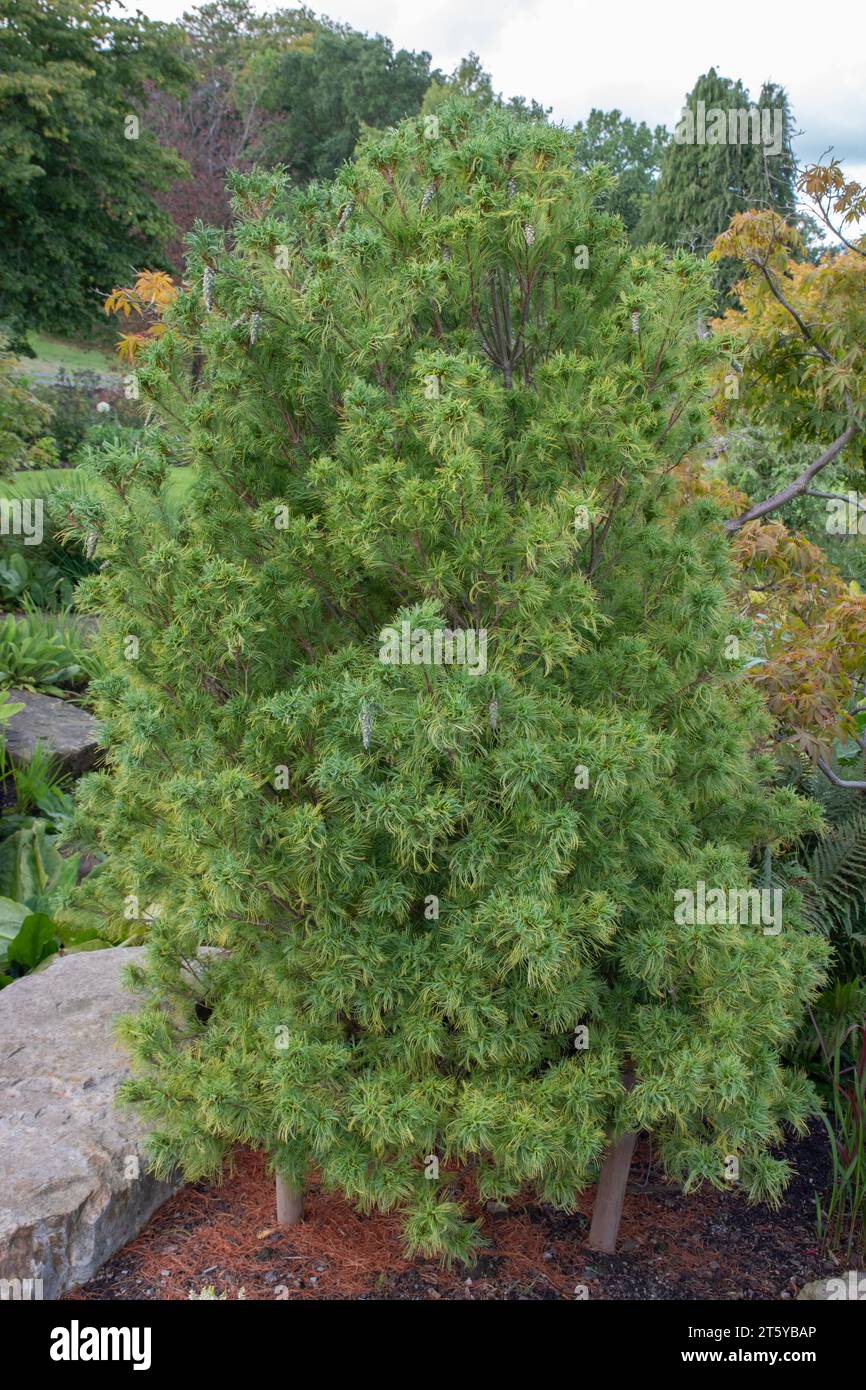 Pinus strobus, Tiny Kurls, Weymouth pine Stock Photo