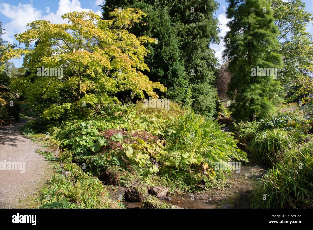 Oramental trees at RHS Harlow Carr Stock Photo - Alamy