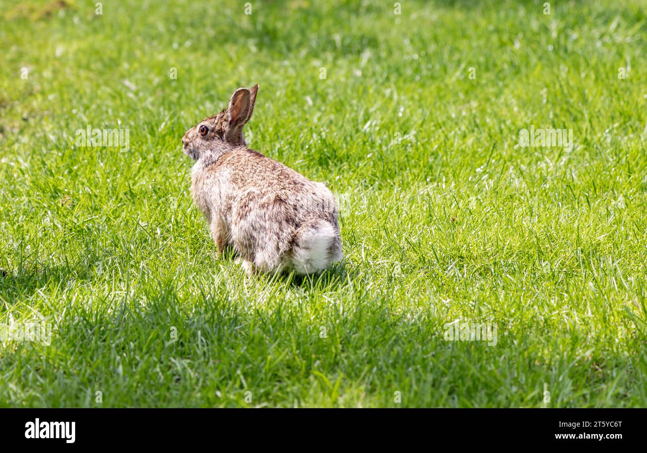 a wild rabbit in a yard Stock Photo