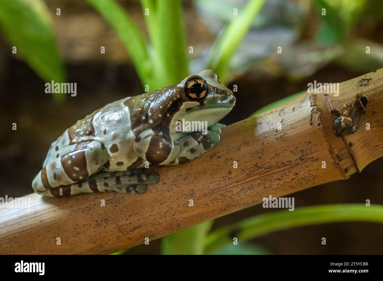 Amazonian Milk Frog Trachycephalus resinifictrix, beautiful colored