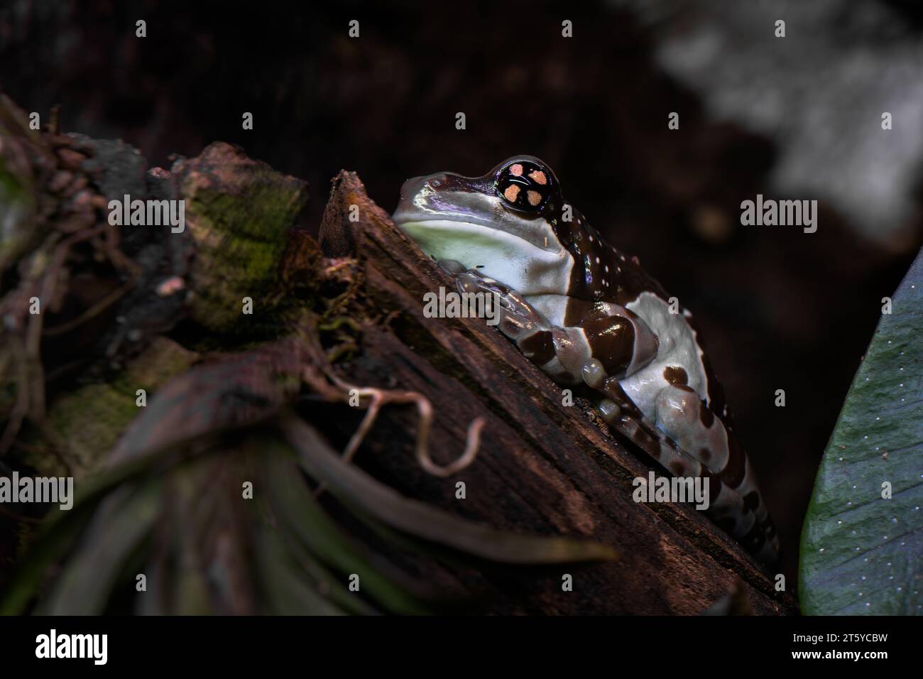 Amazonian Milk Frog Trachycephalus resinifictrix, beautiful colored