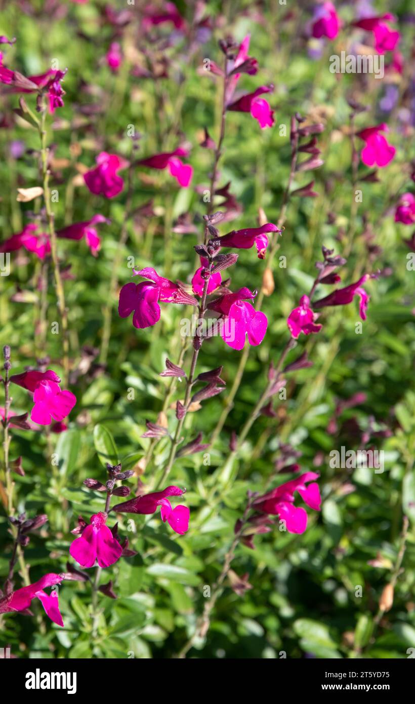 Salvia x jamensis 'Raspberry Royale' Stock Photo