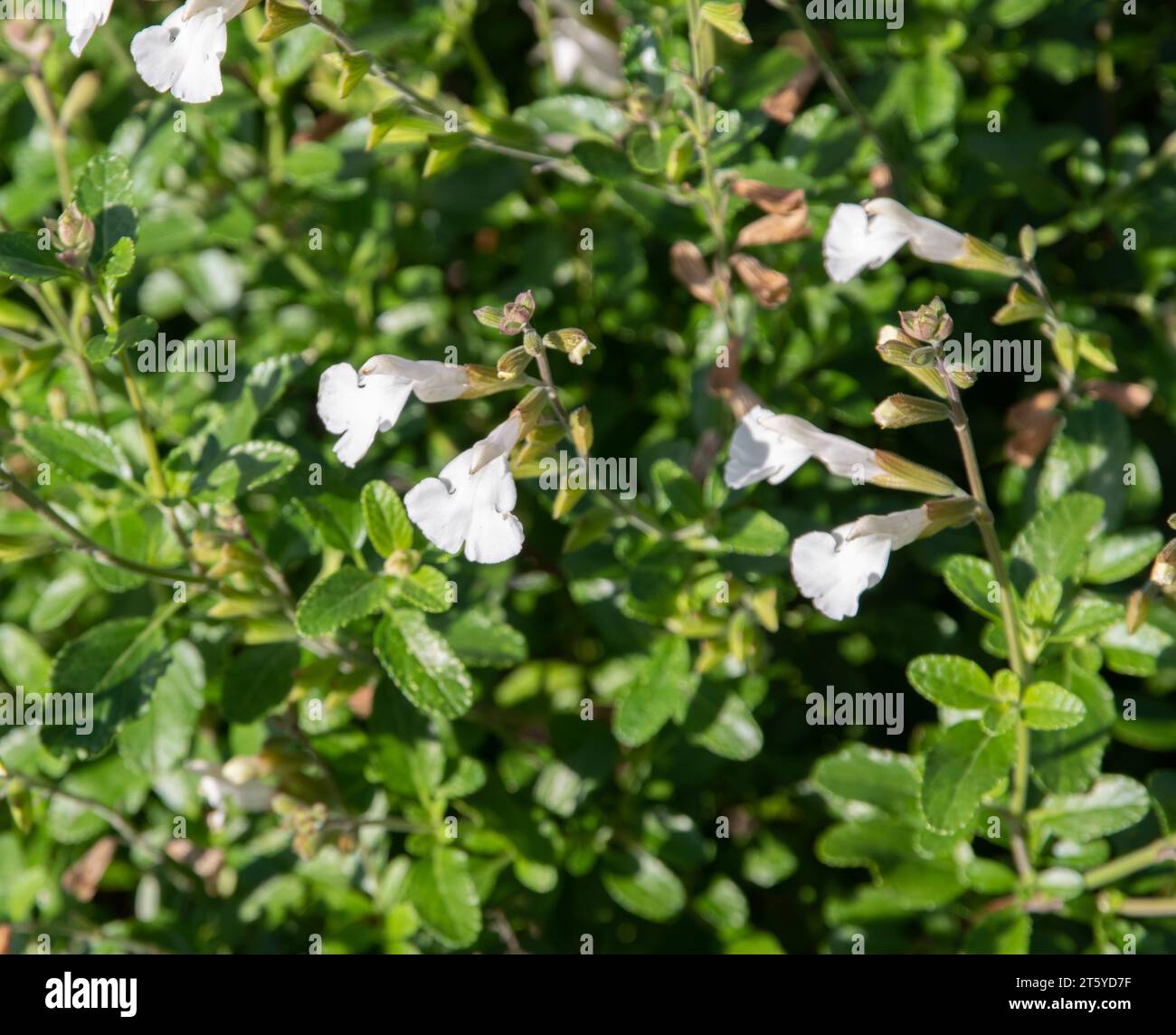 White salvia hi-res stock photography and images - Alamy