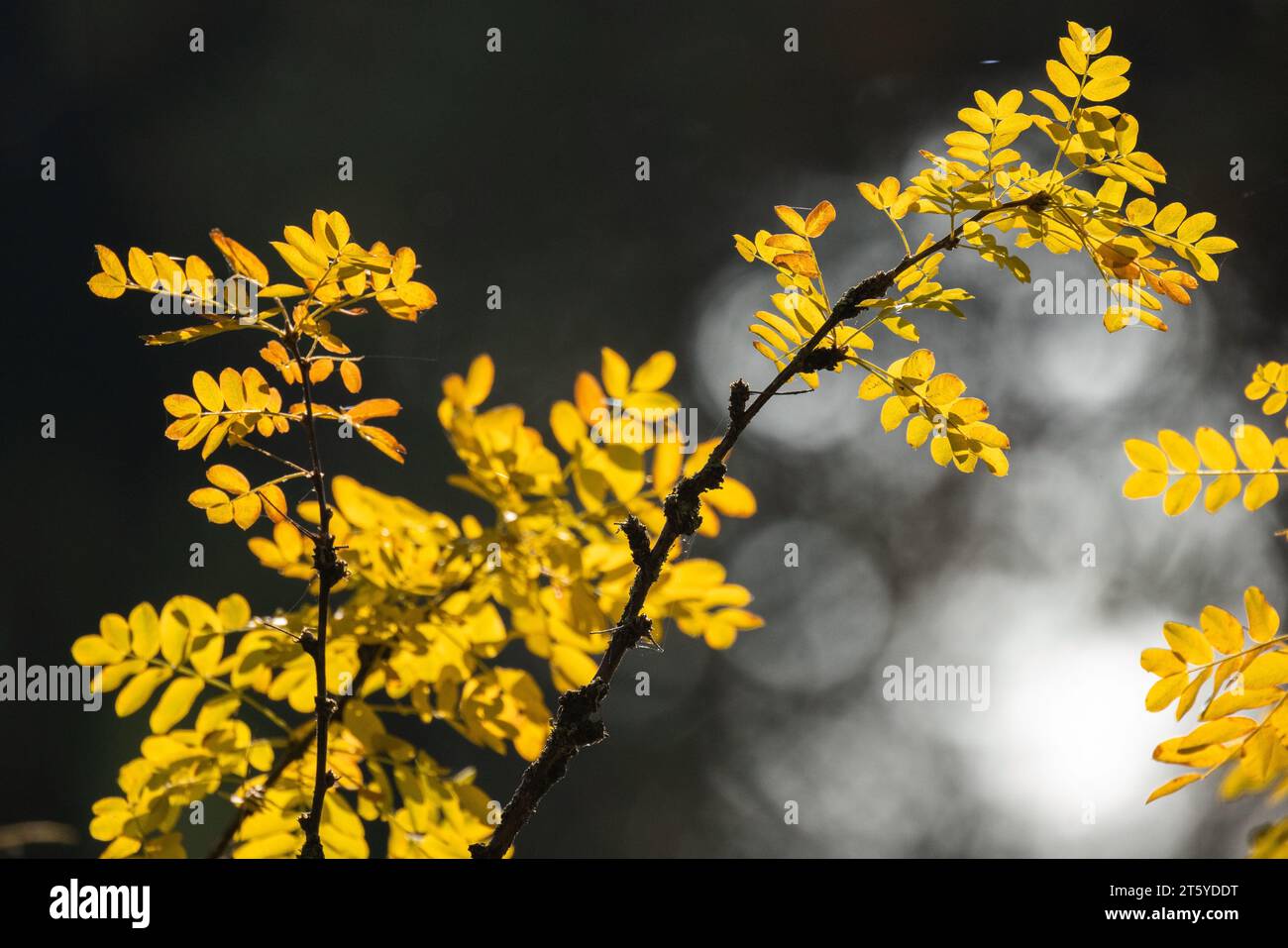Yellow autumn leaves of Caragana arborescens on a sunny day Stock Photo