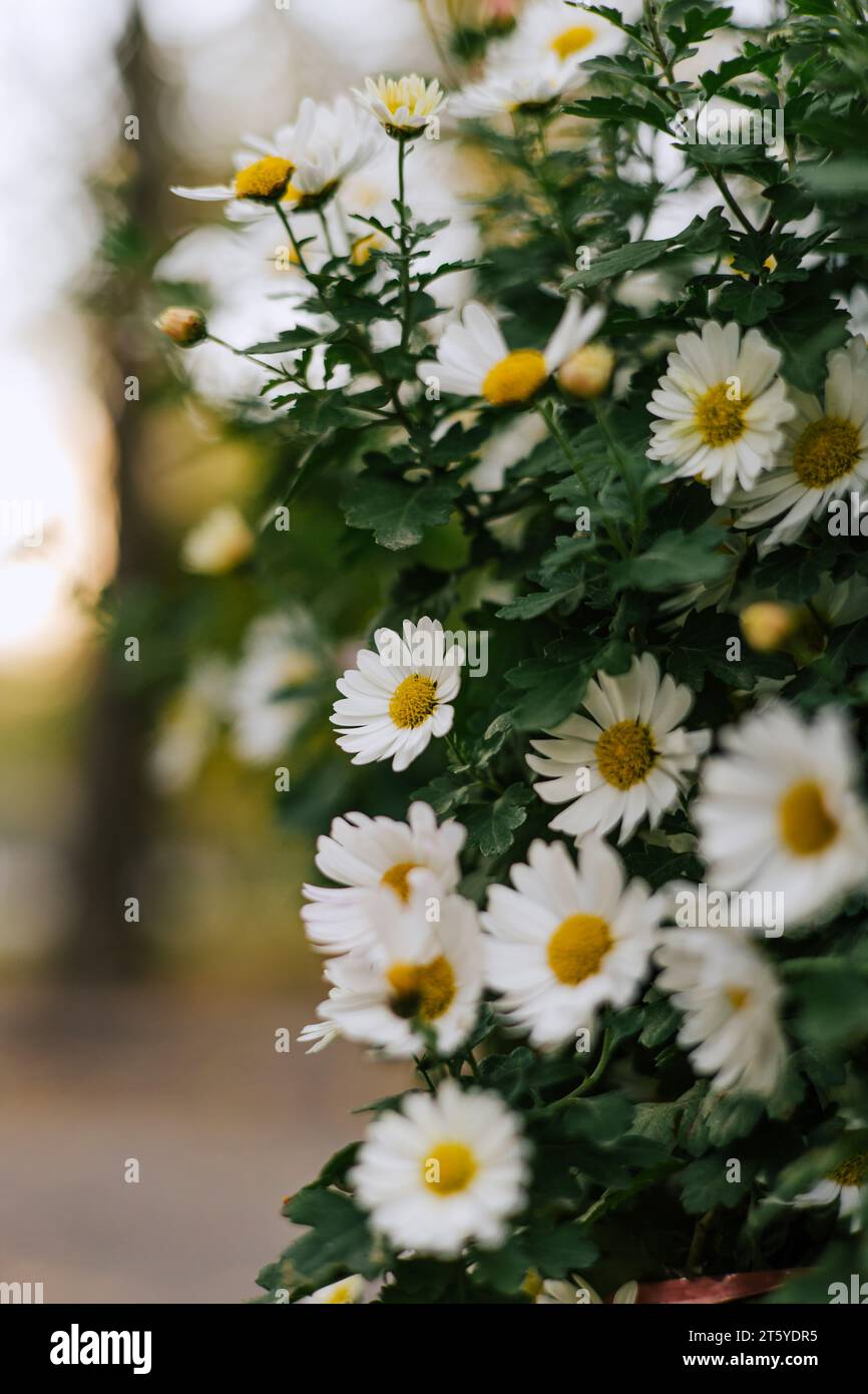 Daisy bush With white petals, yellow inflorescence and green stems. Matricaria chamomilla annual flowering plant of the Asteraceae family. Summer flor Stock Photo