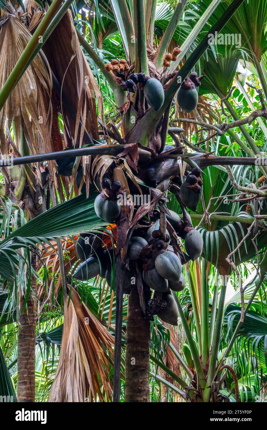 Coco de mer tree (sea coconut) with its fruits also called love coconut, coco-fesse, Vallée de Mai, Seychelles Stock Photo