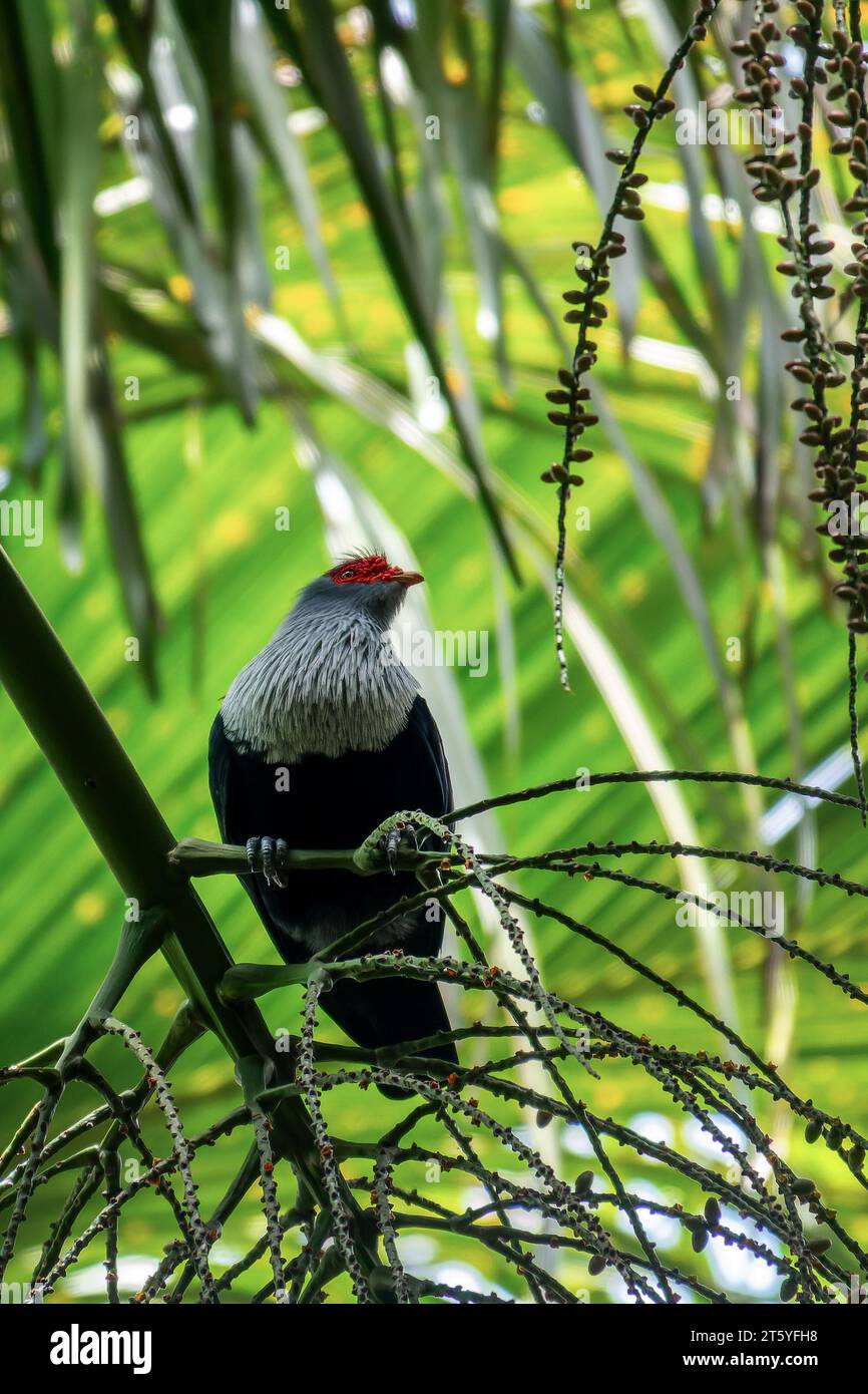 Seychelles Blue Pigeon, endemic bird species, in Vallée de Mai (May Valley), Praslin island, Seychelles Stock Photo