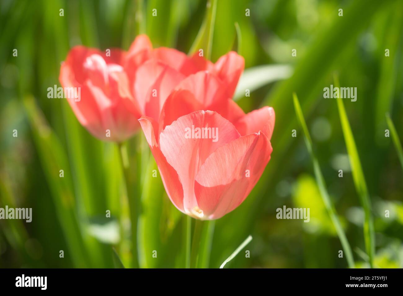 fleur tulipe france charente Stock Photo