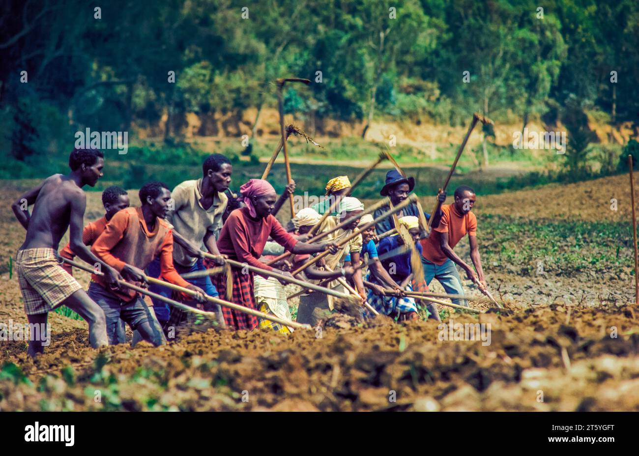 Rwanda,Kibuye; members of farmers' cooperative plow the land together Stock Photo