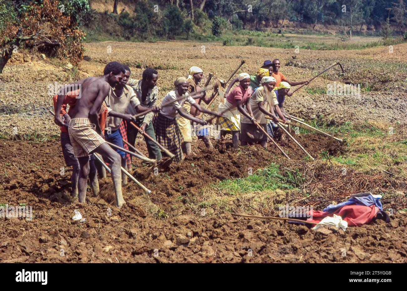 Rwanda,Kibuye; members of farmers' cooperative plow the land together. Stock Photo