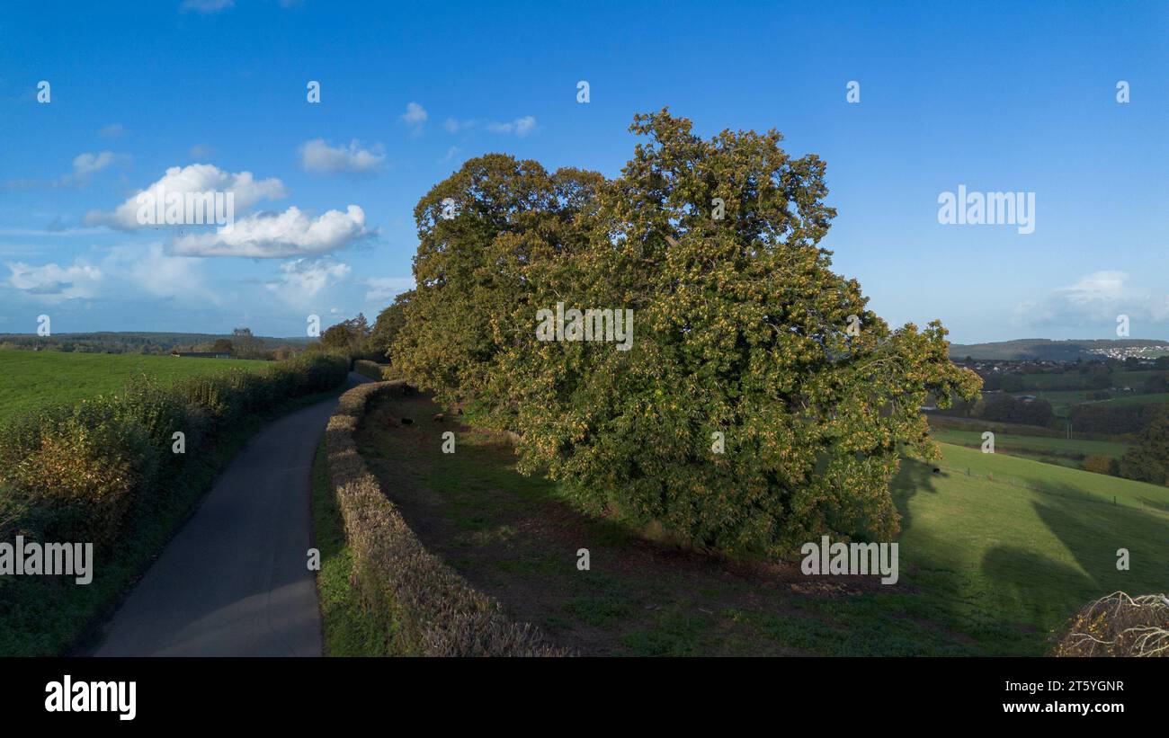 The veteran trees of Bream Road, Forest of Dean, Gloucestershire Stock