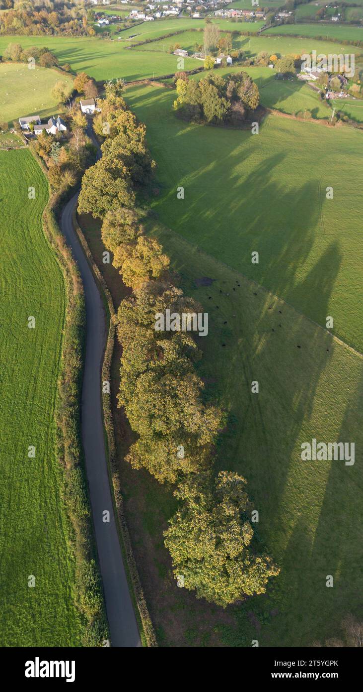 The veteran trees of Bream Road, Forest of Dean, Gloucestershire Stock