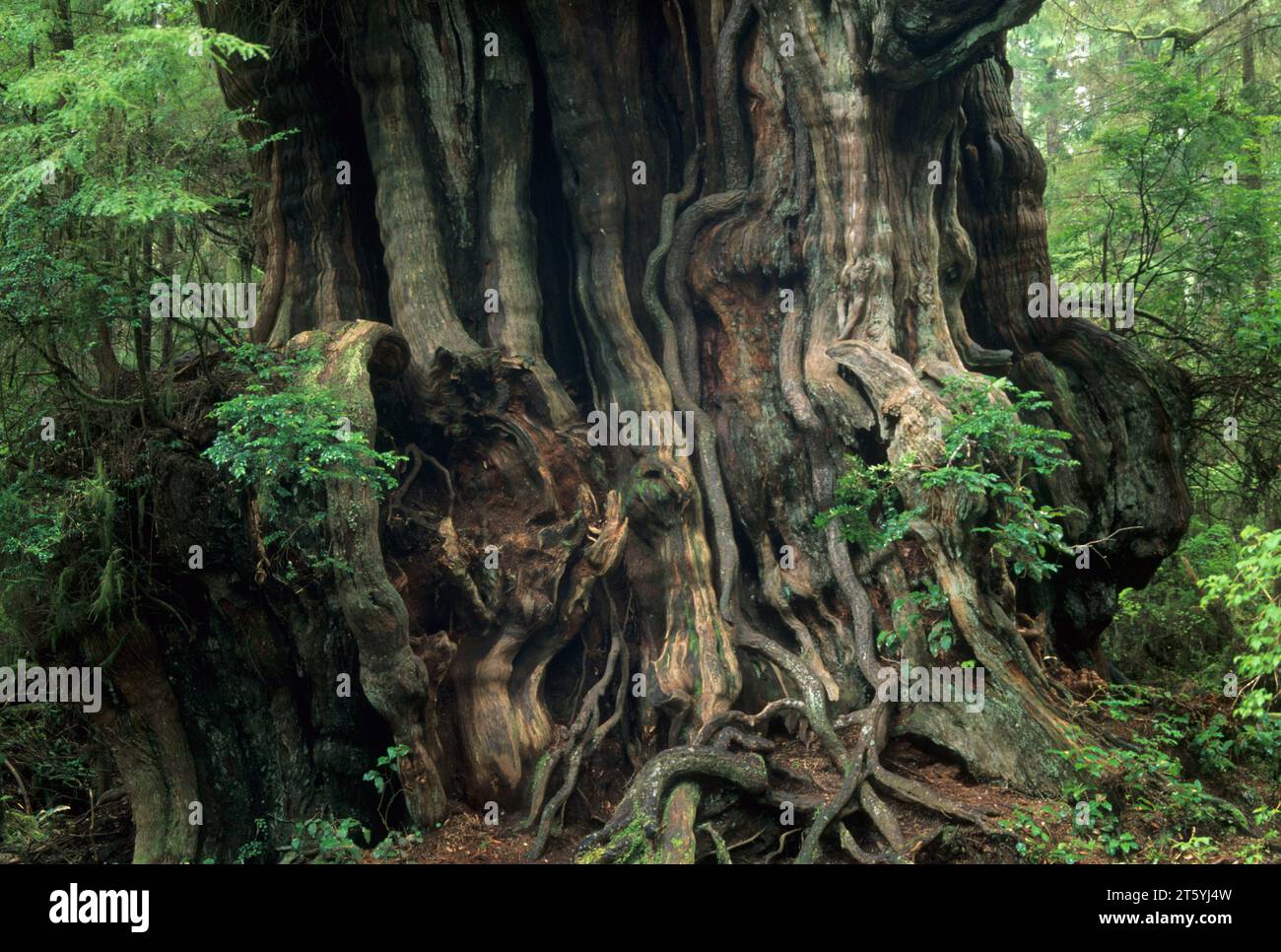 Big Cedar, Olympic National Park, Washington Stock Photo