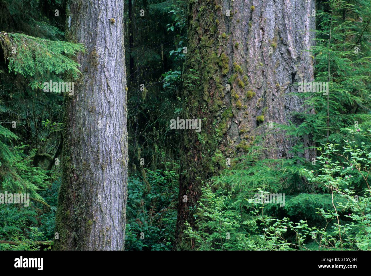 Douglas fir ancient forest near Quinault Lake, Olympic National Forest, Washington Stock Photo
