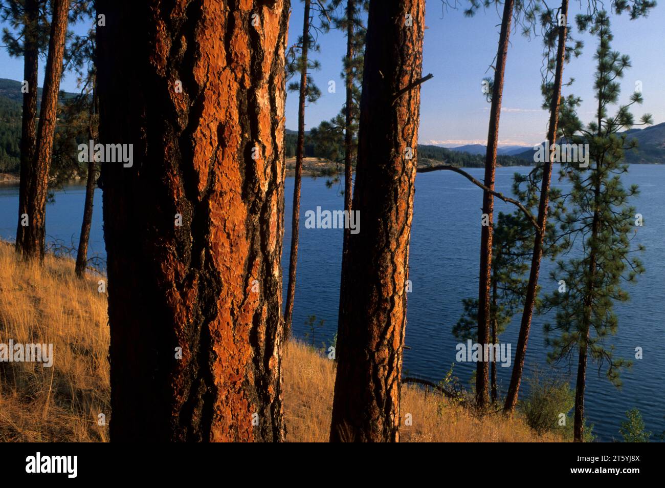 Ponderosa pine on Mission Point, Lake Roosevelt National Recreation Area, Washington Stock Photo