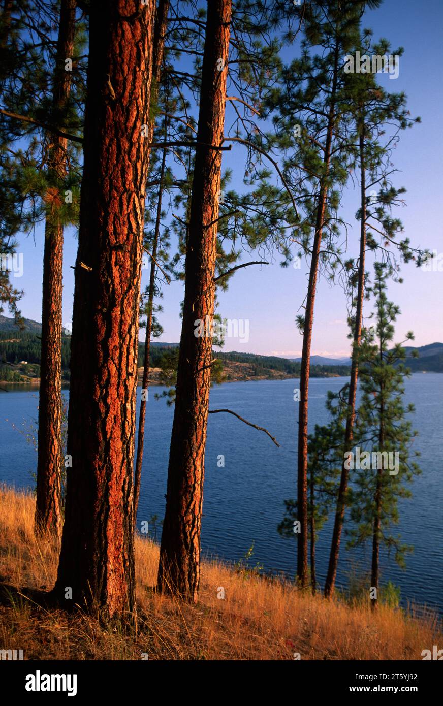 Ponderosa pine on Mission Point, Lake Roosevelt National Recreation Area, Washington Stock Photo
