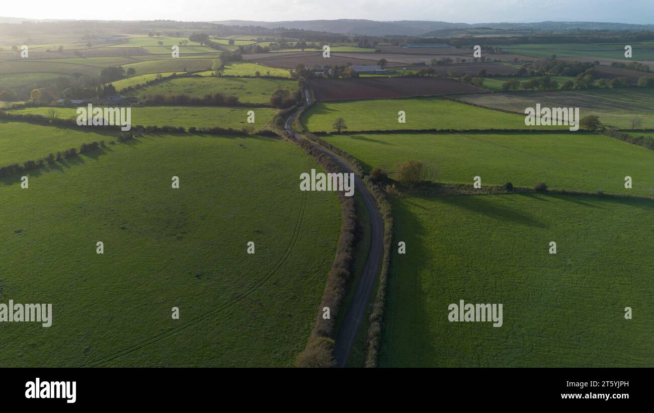 The veteran trees of Bream Road, Forest of Dean, Gloucestershire Stock