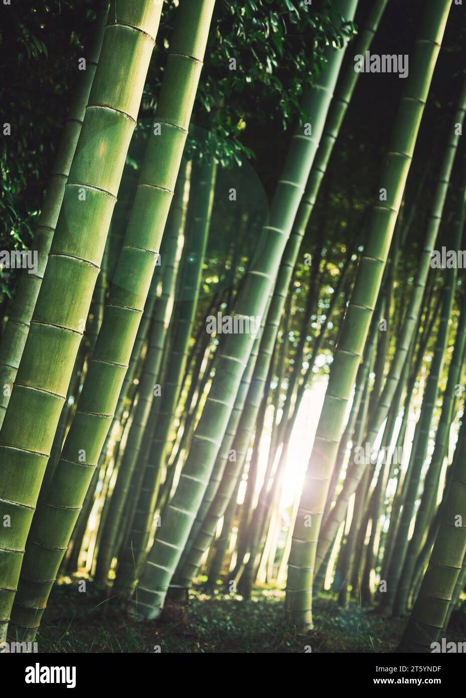 sunlight in bamboo trees forest Stock Photo