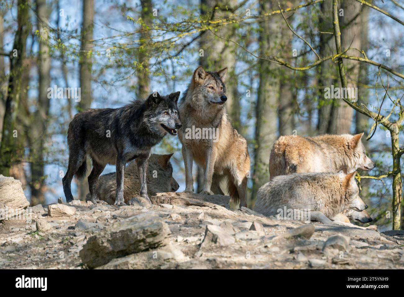 Wolf, gray wolves (Canis lupus) standing and lying on a hill, captive ...