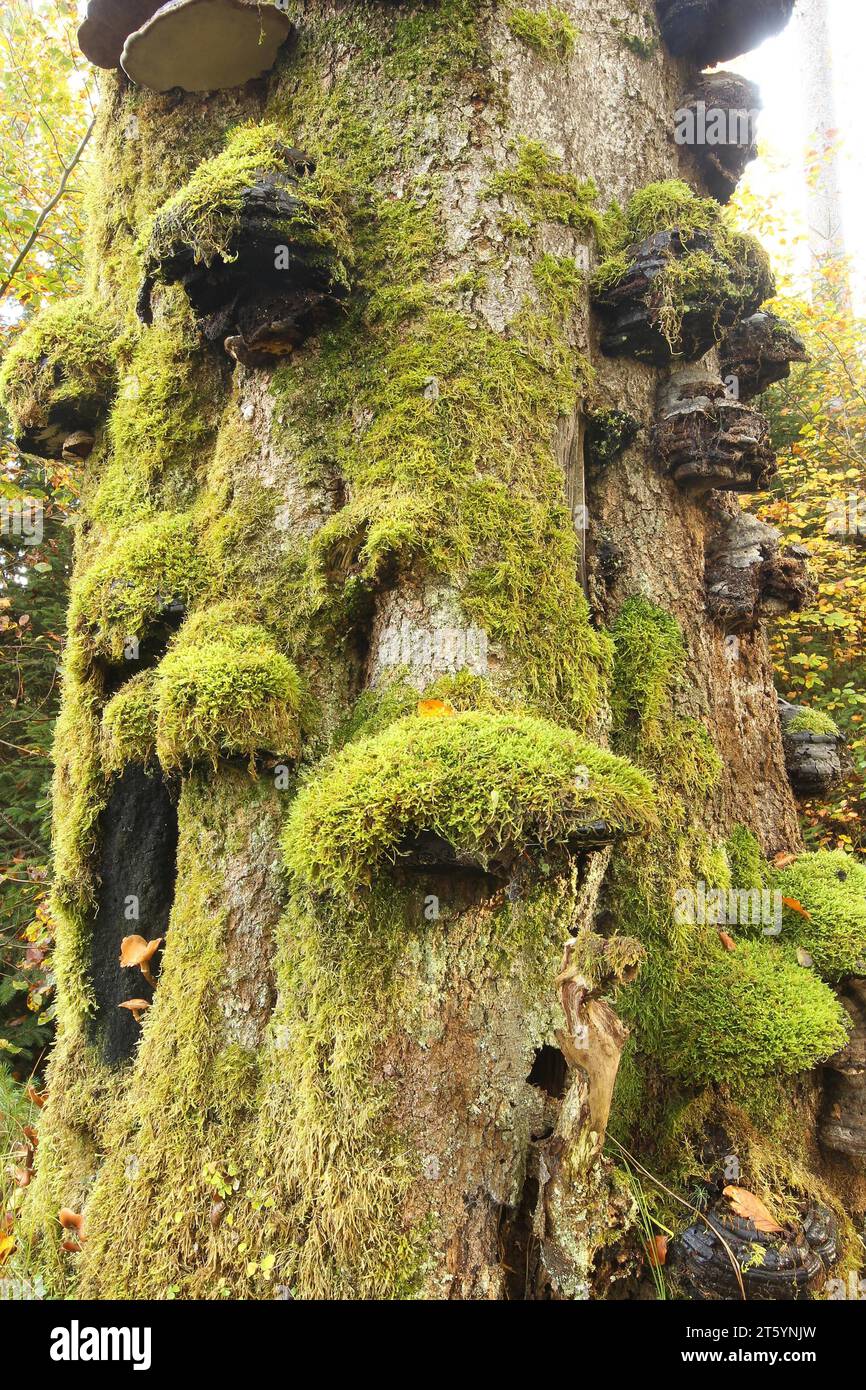 Common beech (Fagus sylvatica) deadwood overgrown with mossy tinder funguses (Fomes fomentarius), Allgaeu, Bavaria, Germany Stock Photo