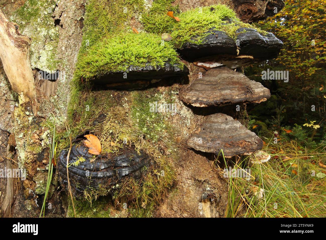 Common beech (Fagus sylvatica) deadwood overgrown with mossy tinder funguses (Fomes fomentarius), Allgaeu, Bavaria, Germany Stock Photo