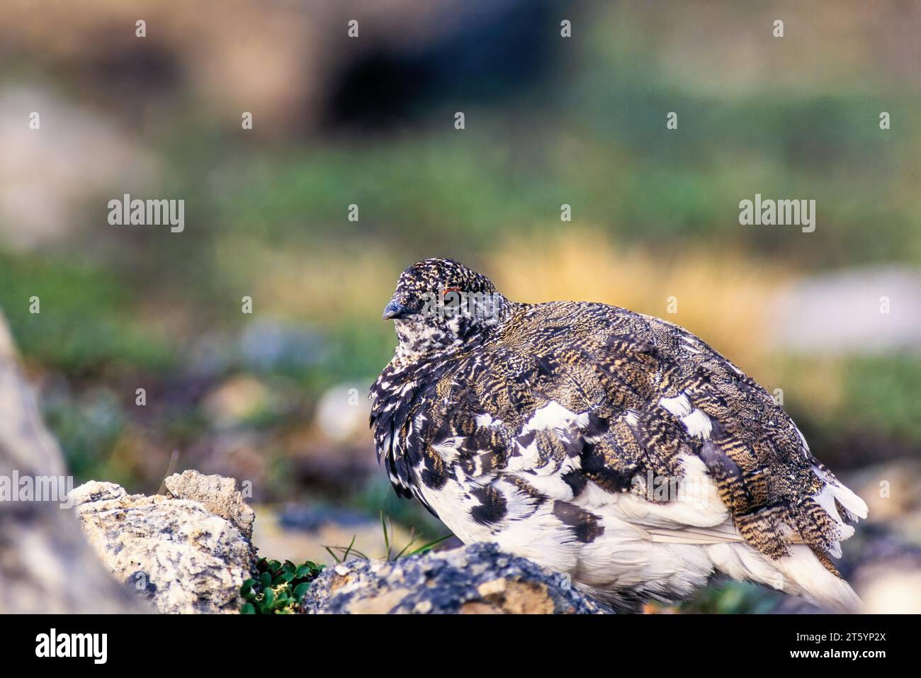 White tailed ptarmigan with beautiful plumage in the rockies, Jasper National Park, Canada Stock Photo