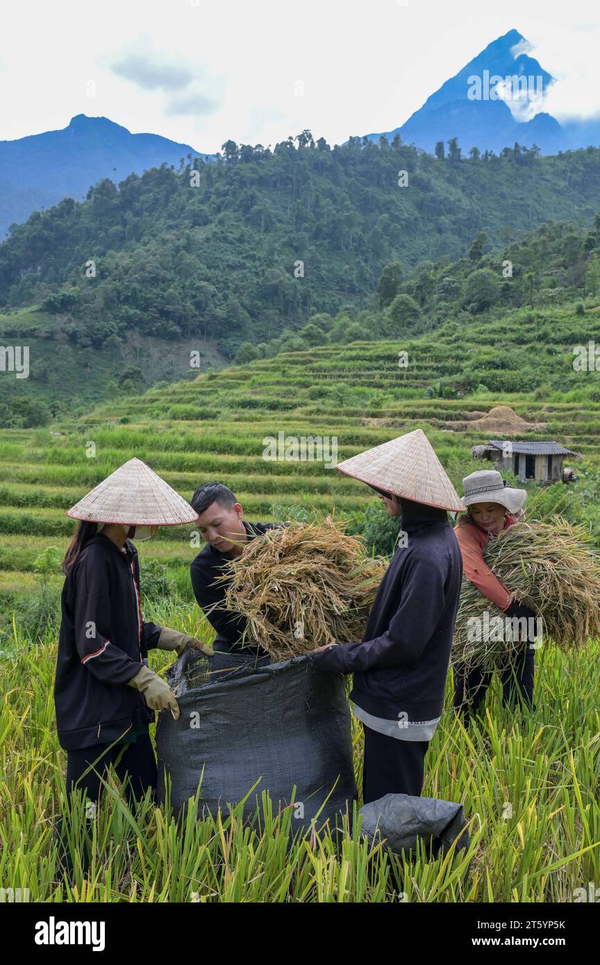 VIETNAM, Yen Bai Province, Nam Lanh, ethnic group Dao, women with straw hat Non harvest rice in terraces / Dao Ethnie, Dao Frauen mit Strohhut Non und traditioneller Kleidung bei Reisernte in Reisterrassen Stock Photo
