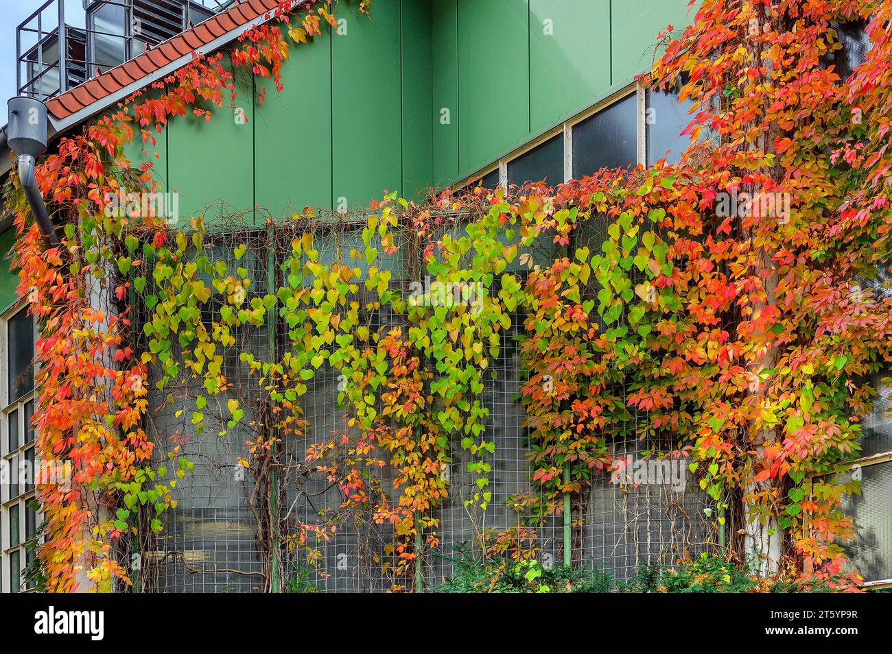 Facade with five-leaved wild vine (Parthenocissus inserta), and pipevine or dutchman's pipe (Aristolochia macrophylla), Kempten, Allgaeu, Swabia Stock Photo