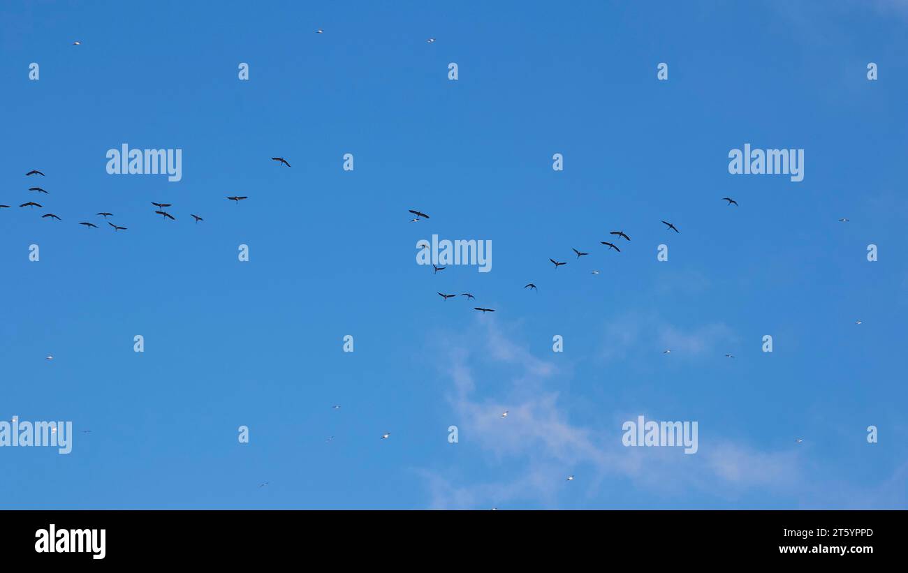 Flock of birds, formation flight, Levanzo, Egadi Islands, Sicily, Italy Stock Photo