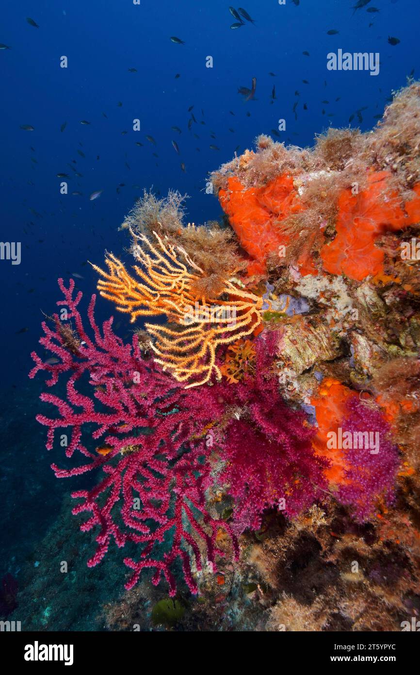 Sea water with orange colour hi-res stock photography and images - Alamy