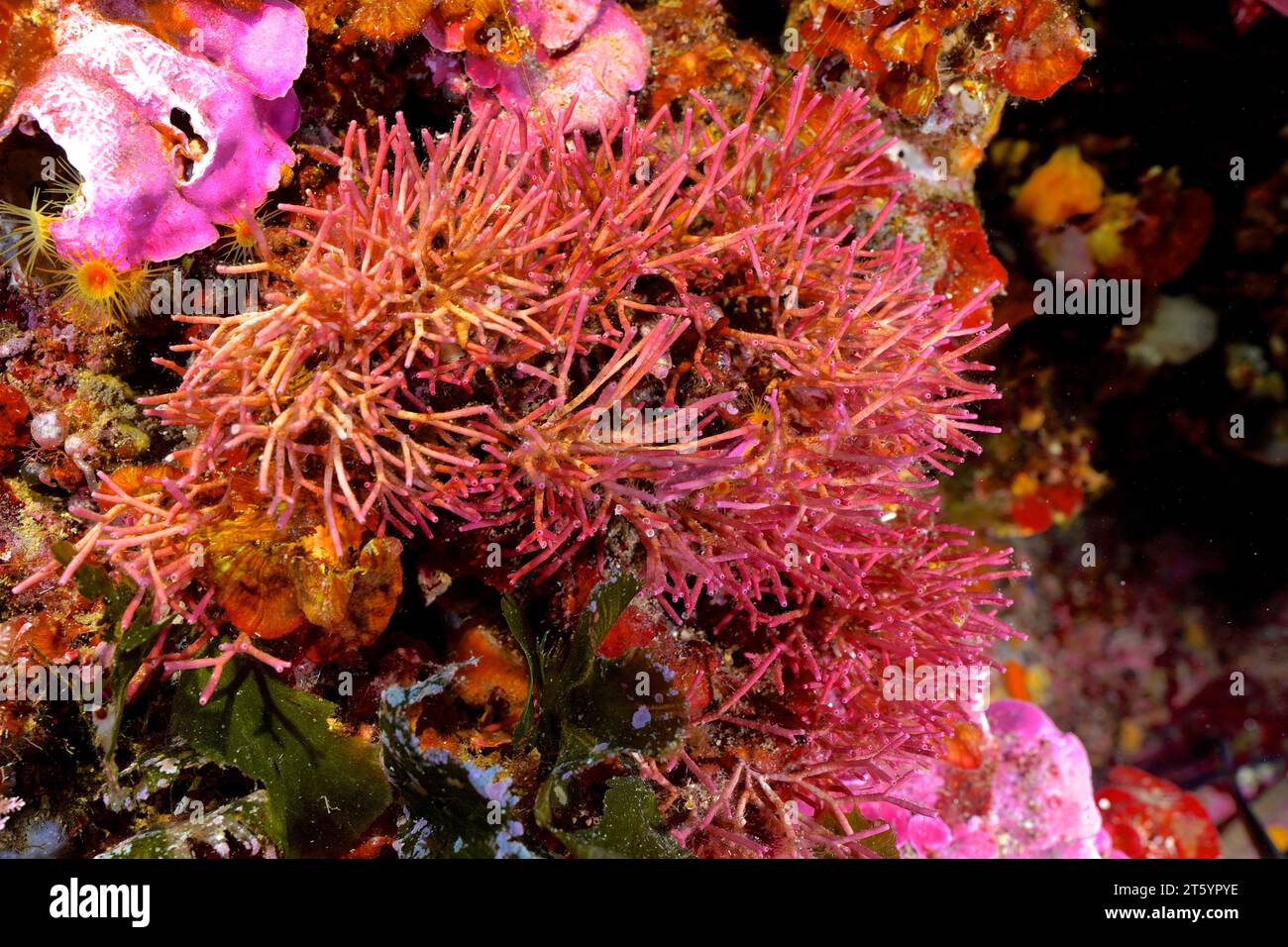 Fine coral moss (Jania rubens), red algae, algae, in the Mediterranean near Hyeres. Dive site Giens Peninsula, Cote dAzur, France Stock Photo