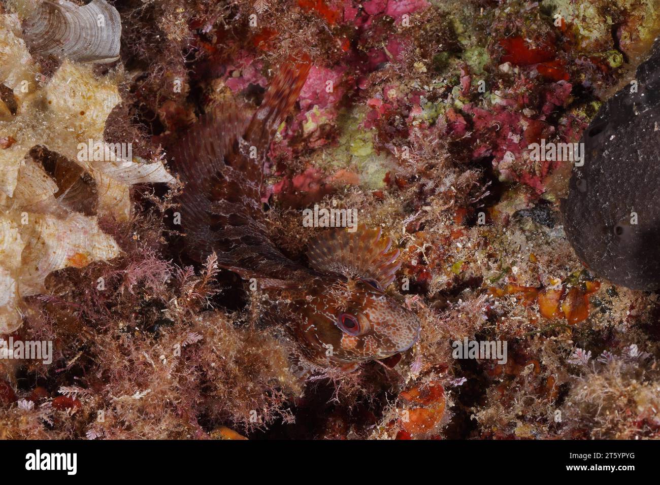 Well camouflaged tompot blenny (Parablennius gattorugine) in the Mediterranean Sea near Hyeres. Dive site Giens Peninsula, Cote dAzur, France Stock Photo