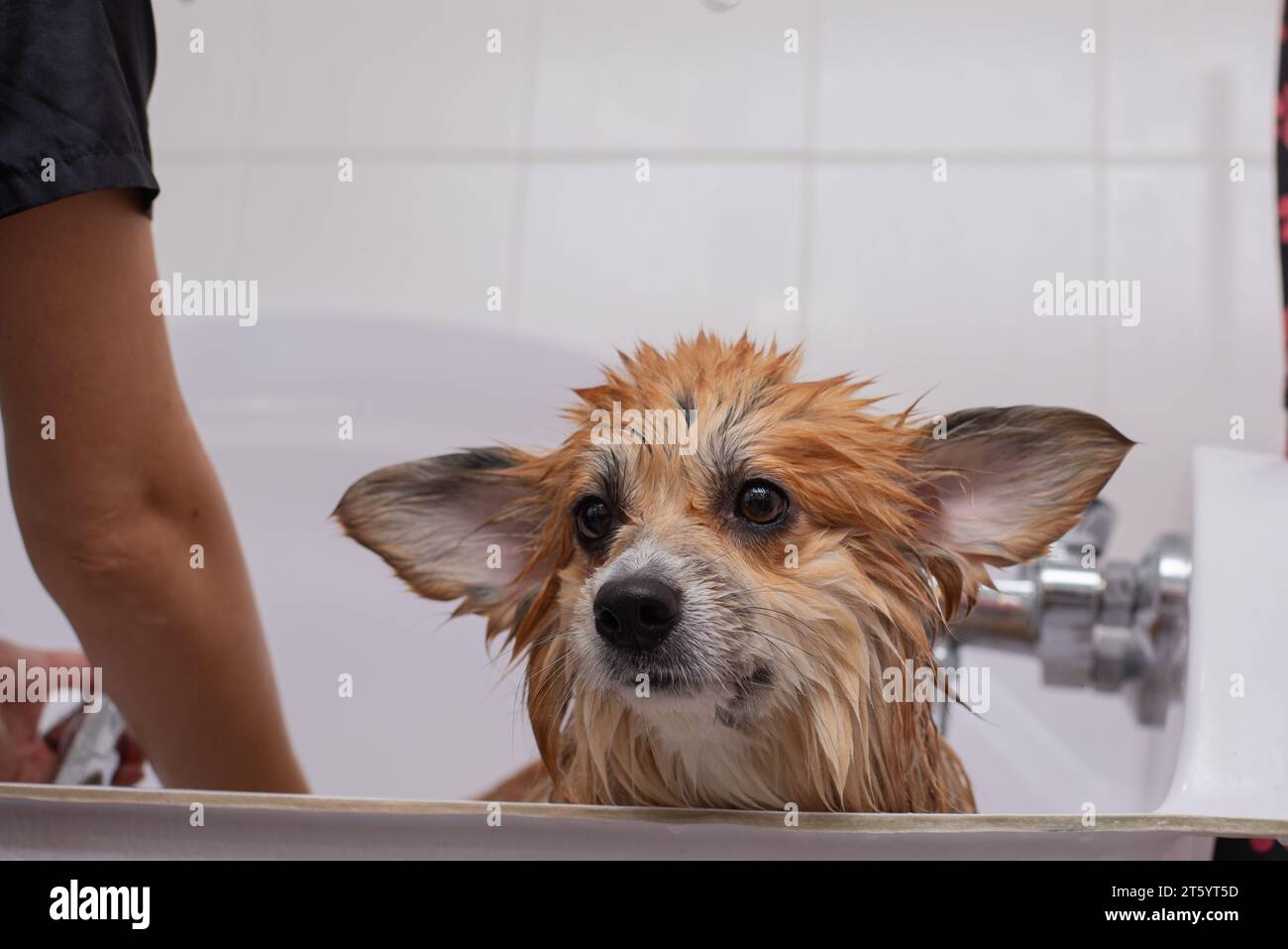 Dog Taking a Bath in a grooming salon. Funny Fluffy Welsh Corgi Pembroke portrait in a bathroom. Professional groomer carefully wash the Corgi dog. Stock Photo