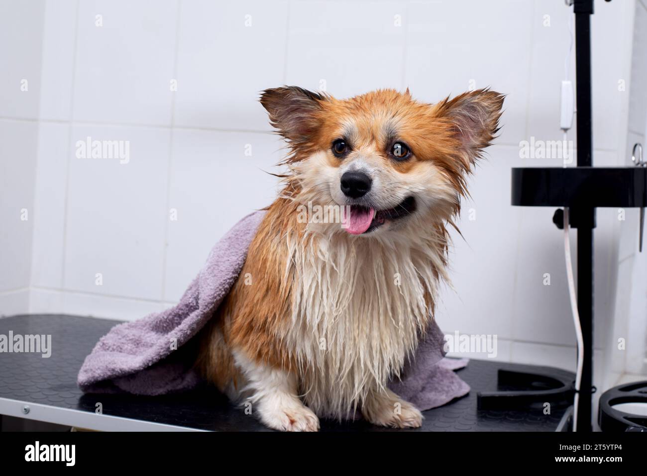 Close up portrait of wet welsh corgi pembroke after taking a shower in a grooming salon. Dog in a pink towel. Stock Photo