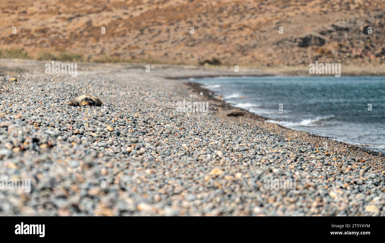 A lifeless turtle, stranded on a desolate Greek pebble beach, serves as ...
